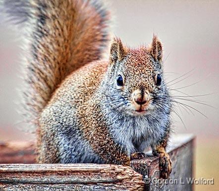 Hey Dude, Got Any Nuts_26493.jpg - American Red Squirrel (Tamiasciurus hudsonicus) photographed at Ottawa, Ontario, Canada.